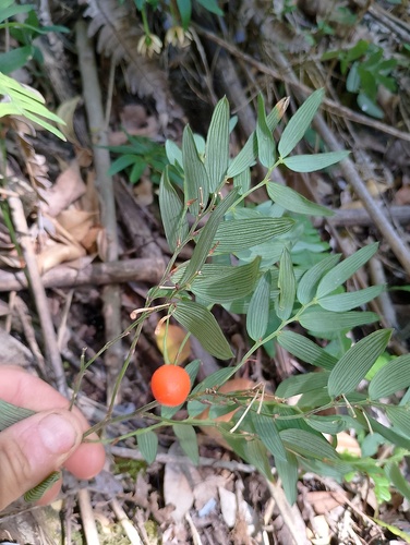 Luzuriaga radicans