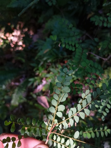 Sophora cassioides, photograph 6