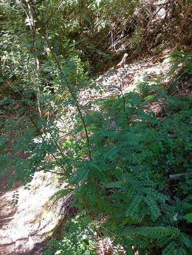 Sophora cassioides, photograph 5
