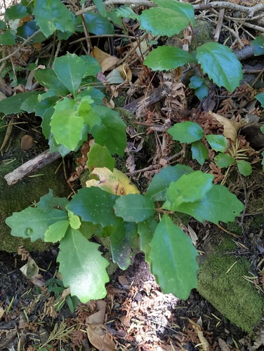 Lomatia dentata