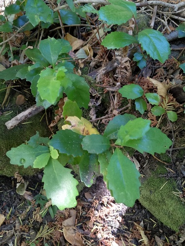 Lomatia dentata, photograph 2