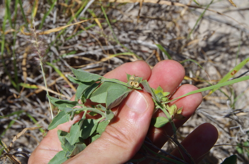 Image of Tetraclea coulteri by (c) Eric Knight, some rights reserved (CC BY)