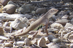 Callisaurus draconoides ventralis