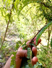 Sophora cassioides