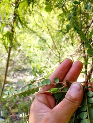 (c) Bruno Alzugaray, some rights reserved (CC BY-SA) Sophora cassioides, photograph (c) Bruno Alzugaray, some rights reserved (CC BY-SA)
