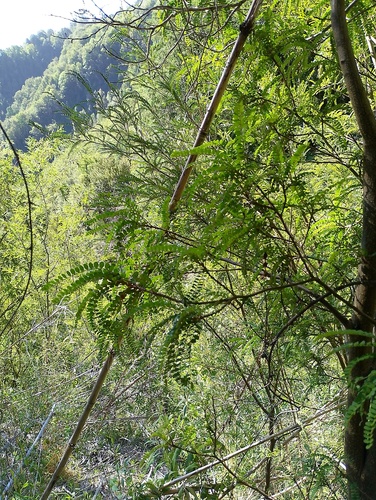 Sophora cassioides, photograph 2