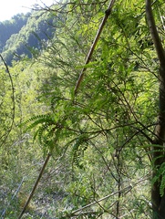 (c) Bruno Alzugaray, some rights reserved (CC BY-SA) Sophora cassioides, photograph (c) Bruno Alzugaray, some rights reserved (CC BY-SA)