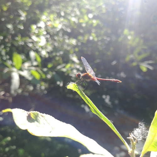Ruddy Darter
