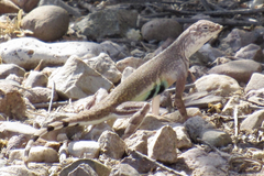Callisaurus draconoides ventralis