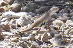 Callisaurus draconoides ventralis
