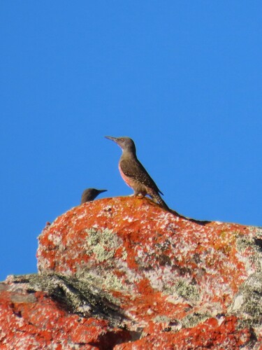 Ground Woodpecker (Geocolaptes olivaceus), photo 7