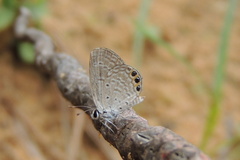 Freyeria trochylus