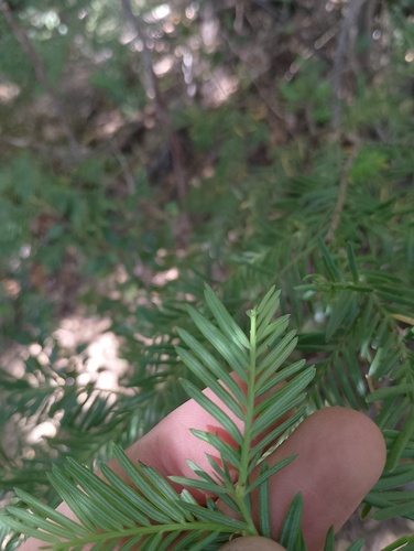 Prumnopitys andina