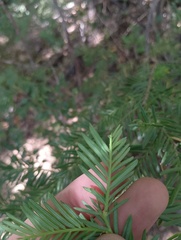 Prumnopitys andina