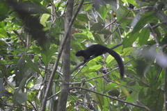 Callosciurus prevostii pluto