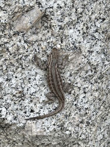 iNaturalist observation photo of Common Sagebrush Lizard