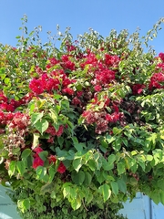 Bougainvillea