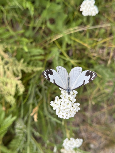 iNaturalist observation photo of Pine White