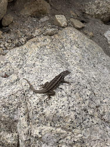 iNaturalist observation photo of Common Sagebrush Lizard