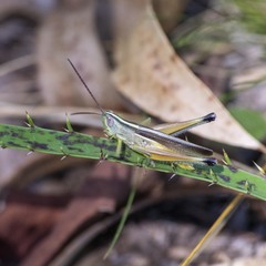 Staurorhectus longicornis