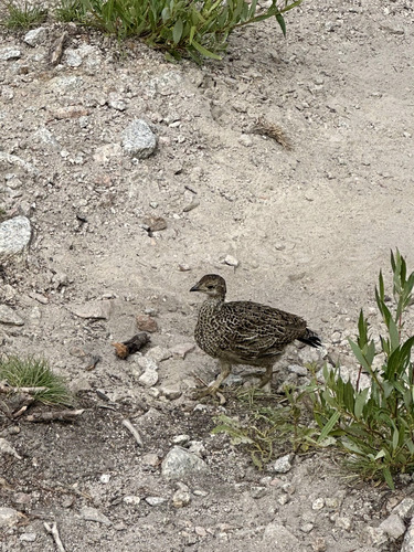 iNaturalist observation photo of Sooty Grouse