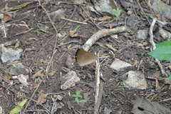 Archaeoprepona demophon centralis