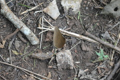 Archaeoprepona demophon centralis