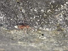 Acromyrmex octospinosus