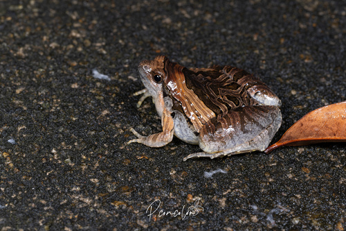 Beautiful Pygmy Frog