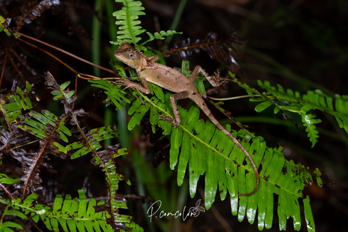 Scale-bellied Tree Lizard