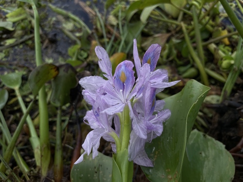 common water hyacinth