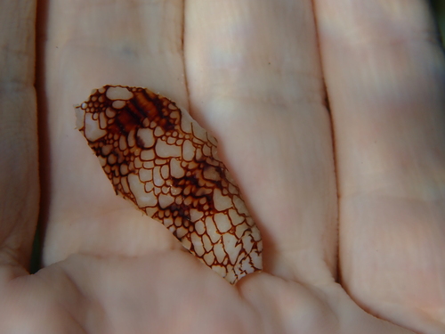 Conus canonicus observed 2026-07-04
