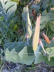 Asclepias humistrata image
