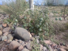 Cucurbitella asperata