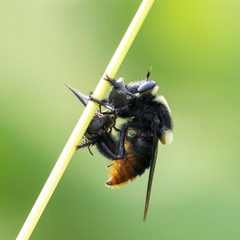 Mallophora ruficauda