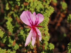 Pelargonium crispum, photograph (c) Christiaan Viljoen, some rights reserved (CC BY)