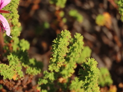 (c) Christiaan Viljoen, some rights reserved (CC BY) Pelargonium crispum, photograph (c) Christiaan Viljoen, some rights reserved (CC BY)