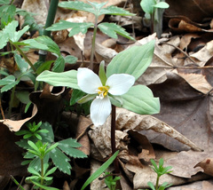 Trillium nivale
