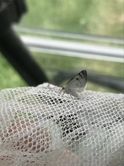 Lomographa semiclarata