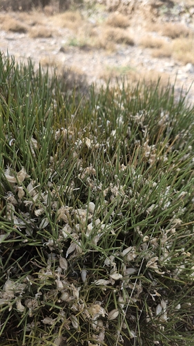 Erinacea anthyllis, photograph 5
