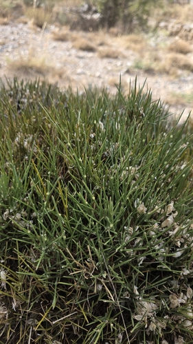 Erinacea anthyllis, photograph 6