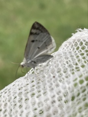 Lomographa semiclarata