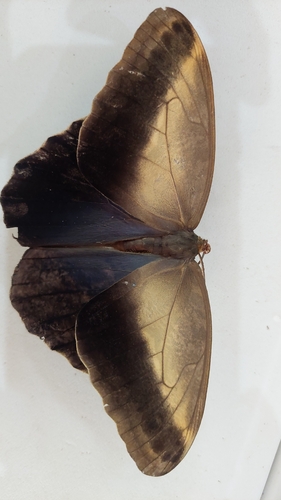 Caligo telamonius menus