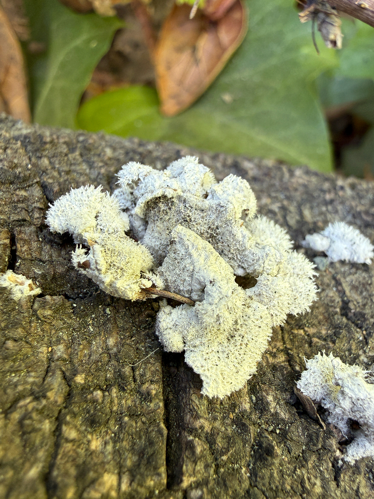 splitgill mushroom · August 2026 · photo: Photo: (c) nebrooks, some rights reserved (CC BY) · iNaturalist