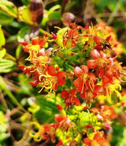 Cambessedesia eichleri