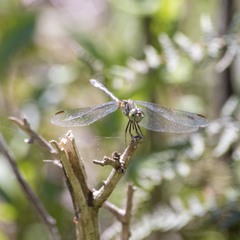 Micrathyria hypodidyma