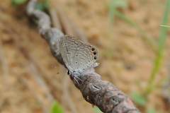 Freyeria trochylus