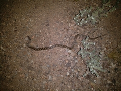 Hypsiglena chlorophaea