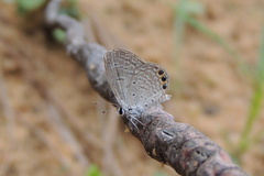 Freyeria trochylus