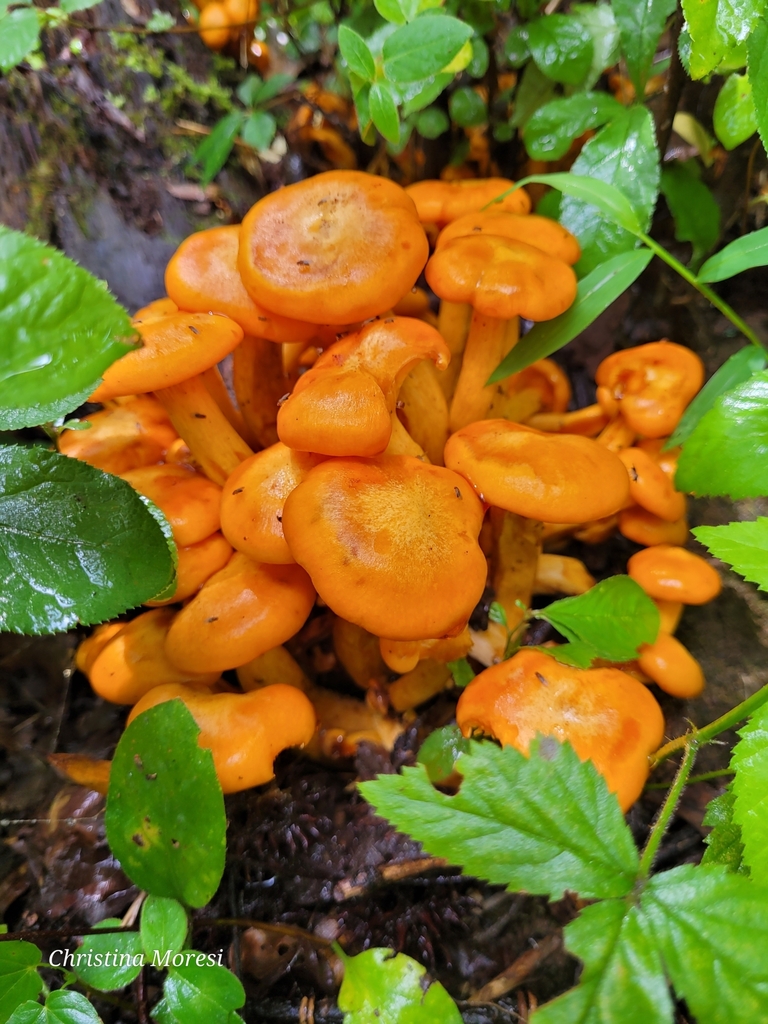Eastern American jack-o'-lantern · August 2026 · photo: Photo: (c) Christina Moresi, some rights reserved (CC BY) · iNaturalist